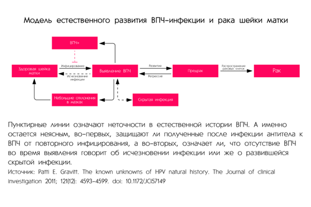 Модель естественного развития ВПЧ. Упрощенная схема для всех.
